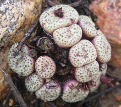 Conophytum truncatum