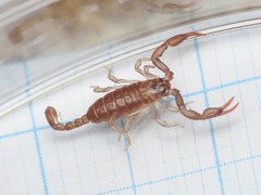 Euscorpius garganicus