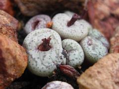 Conophytum truncatum