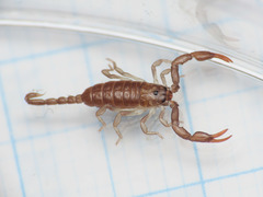 Euscorpius garganicus