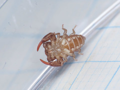 Euscorpius garganicus