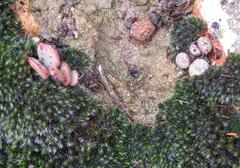 Conophytum truncatum