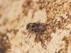 Opanthribus tessellatus