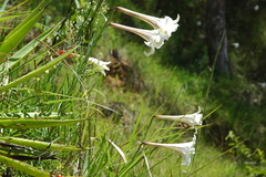 Lilium