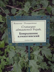 Crataegus dsungarica