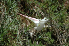 Lilium