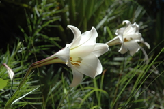 Lilium