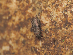 Opanthribus tessellatus
