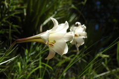 Lilium