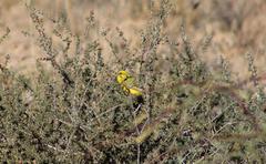 Crithagra flaviventris