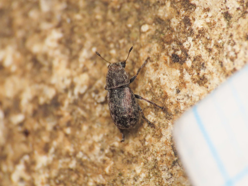 Noxius curtirostris