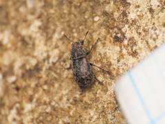 Opanthribus tessellatus
