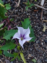 Datura stramonium