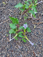 Datura stramonium