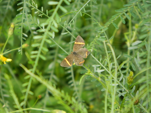Little Dancer Metalmark