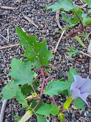 Datura stramonium