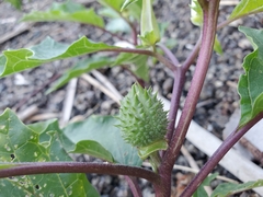 Datura stramonium