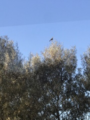 Pachycephala rufiventris