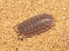 Trachelipus arcuatus