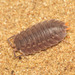 Arched Woodlouse - Photo (c) Emanuele Santarelli, some rights reserved (CC BY-SA), uploaded by Emanuele Santarelli