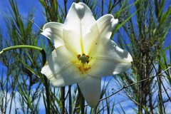 Lilium