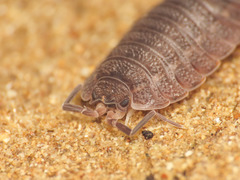 Trachelipus arcuatus