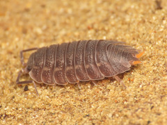 Trachelipus arcuatus