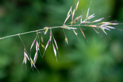 Helictochloa hookeri