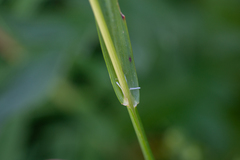 Helictochloa hookeri