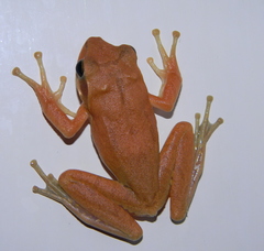 Polypedates maculatus