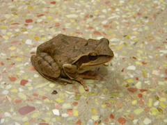 Polypedates maculatus