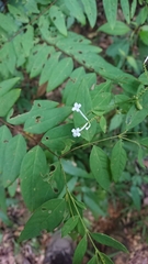 Wikstroemia mononectaria