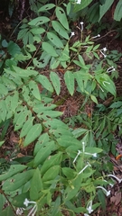 Wikstroemia mononectaria
