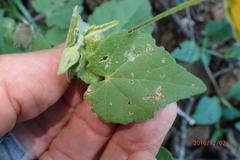 Abutilon sonneratianum