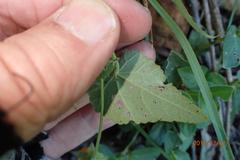 Abutilon sonneratianum