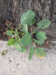 Brassica oleracea italica