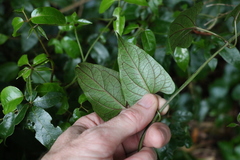 Vincetoxicum woollsii