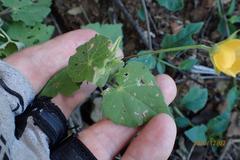 Abutilon sonneratianum