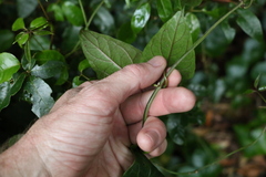 Vincetoxicum woollsii