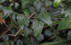 Vincetoxicum woollsii