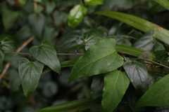 Vincetoxicum woollsii