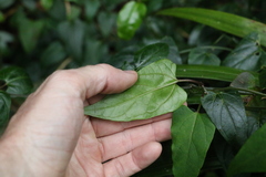 Vincetoxicum woollsii