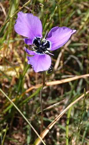 Moraea gigandra, photograph 2