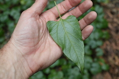 Vincetoxicum woollsii