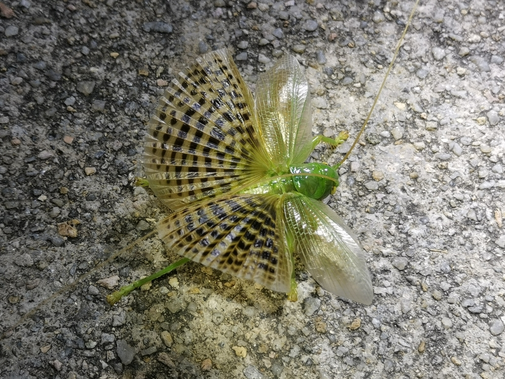 Magnigryllacris hainanensis
