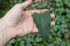 Vincetoxicum woollsii