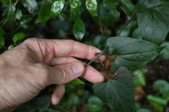 Vincetoxicum woollsii