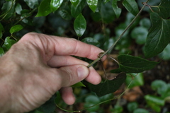 Vincetoxicum woollsii