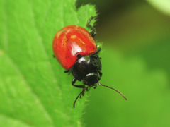Chrysolina lutea