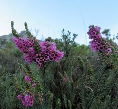 Erica abietina constantiana